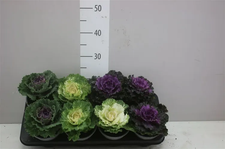 Brassica (sierkool) Gemengd črepník 13 cm