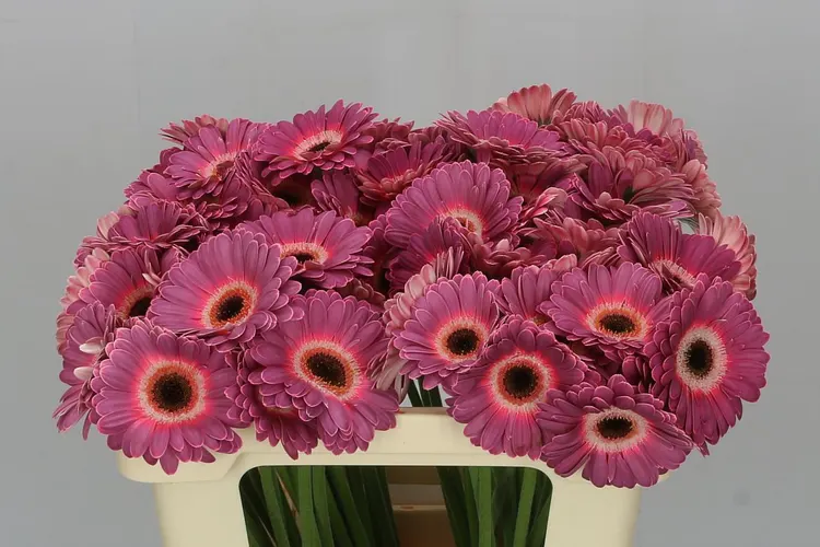 Germini Aqua Purple Wonder 50 cm