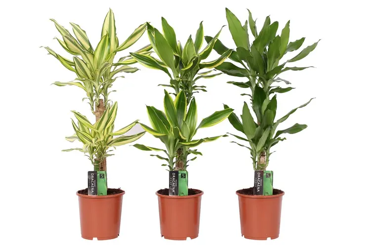 Dracaena Gemengd 45-20 črepník 17 cm