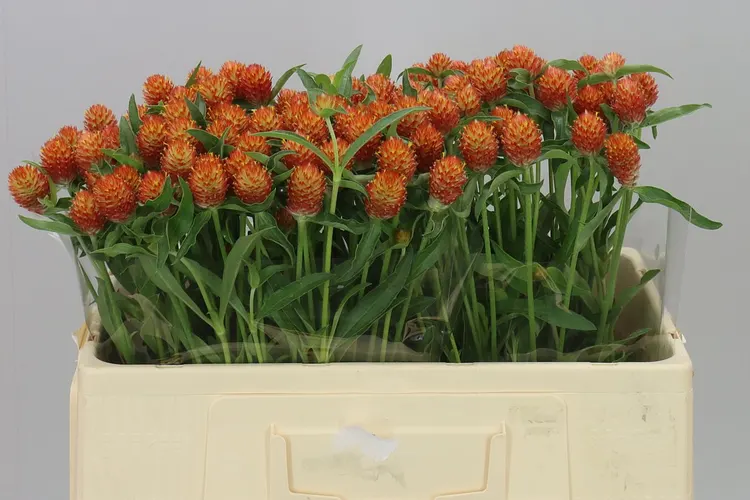 Gomphrena Gl Haageana Orange 50 cm