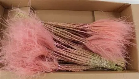 Stypha Pink 60 cm
