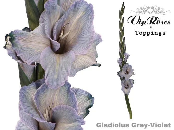 Glad Gr Violet 110 cm