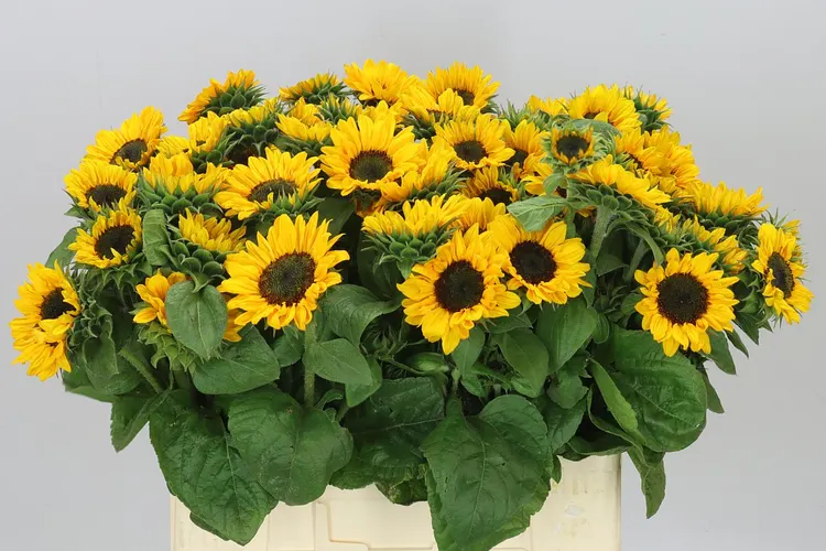 Helianthus A Sonja 60 cm