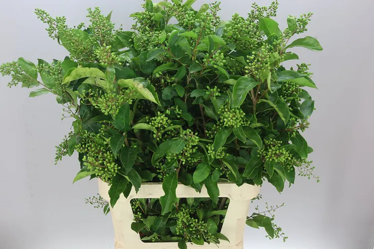 Ligustrum Winter Jewel 80 cm