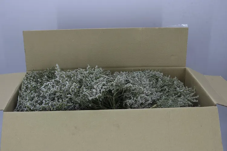 Tataricum 1 kg Box 55 cm