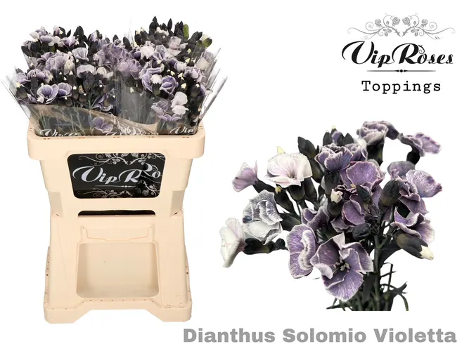 Di Solomio Violetta (l50 Cm) 50 cm