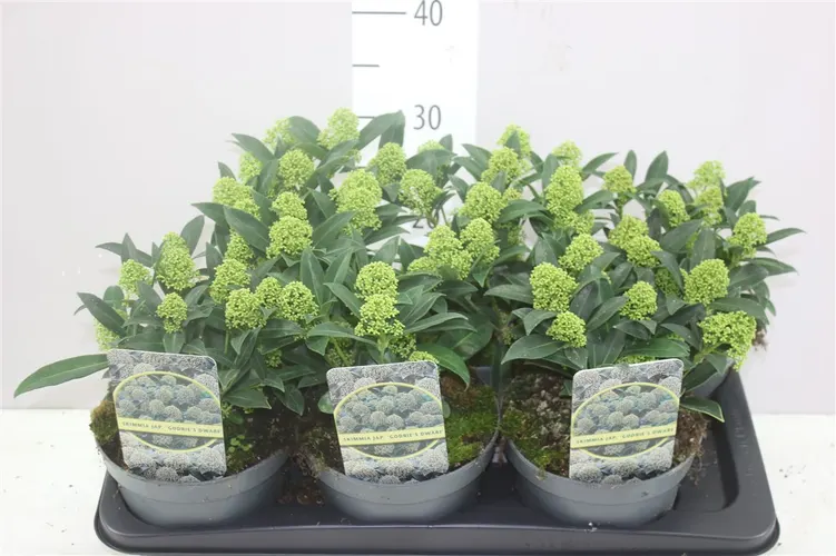 Skimmia Jap. Godrie's Dwarf 10+ črepník 17 cm