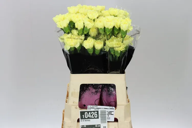 Di Sta Hermes 55 cm