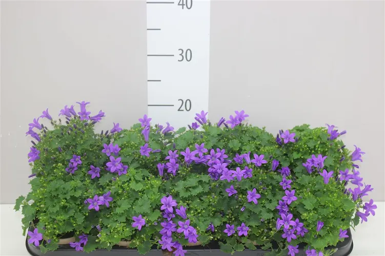 Campanula Port Porto črepník 11 cm