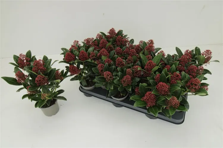 Skimmia Rubella 7+ črepník 10,5 cm