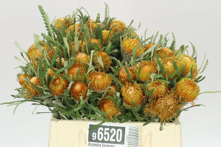 Dryandra Formosa 40 cm