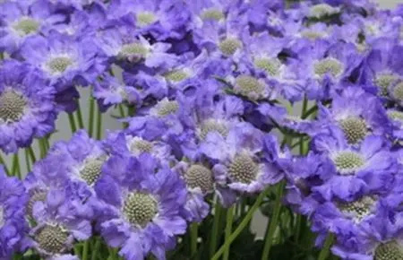 Scabiosa Staefa 60 cm