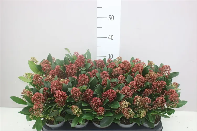 Skimmia Rubella 7+ črepník 10,5 cm