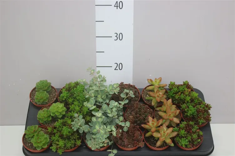 Sedum Mix črepník 8,5 cm