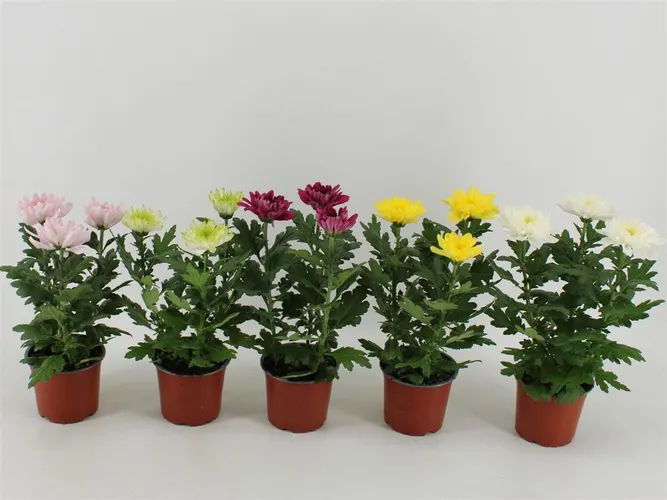 Chrysanth Zembla Gemengd črepník 12 cm