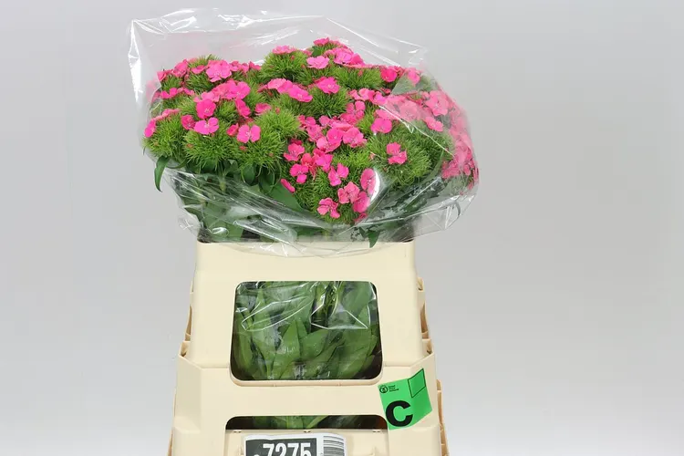 Di Barb Sweet Will Pink 55 cm
