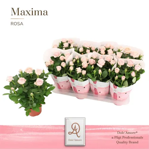 Rosa Infinity Roze črepník 14 cm