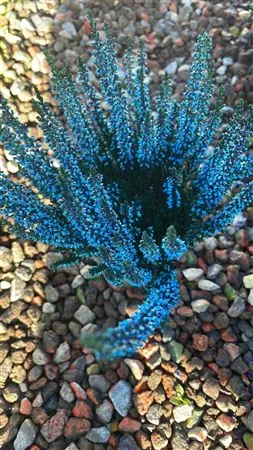 Calluna Geverfd Blauw črepník 9,5 cm