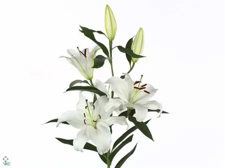 Lil Or Santander Ex 110 cm
