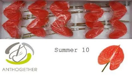 Anth Summer
