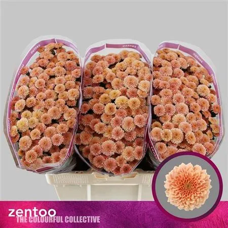 Sant Miller Apricot 55 cm