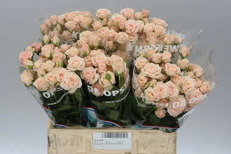 Rosa Tr Jana 60 cm