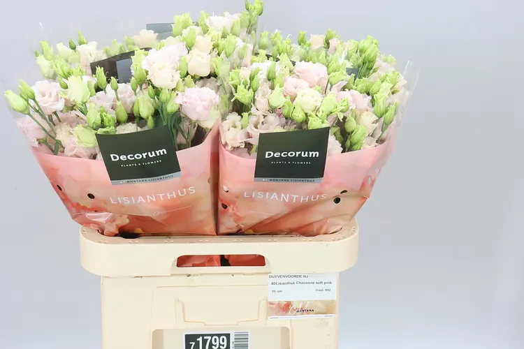 Eust Du Chaconne Soft Pink 70 cm