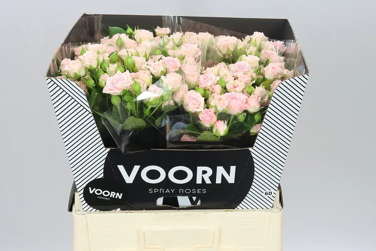 Rosa Tr Aerobic 60 cm