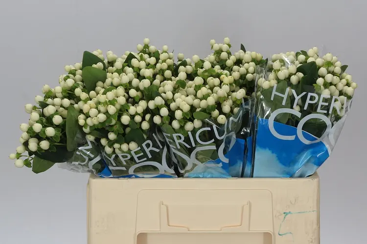 Hyp Coco Uno 50 cm