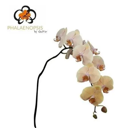Phalaenopsis Royal Peach