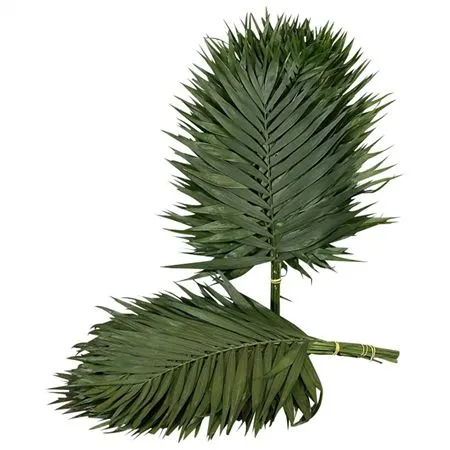 Chico Premium 50 cm