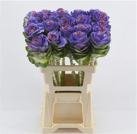 Brassica Painted Purple Pink Glitter 60 cm