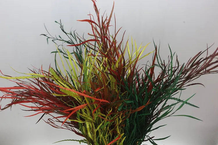 Grevilea Mixed 90 cm