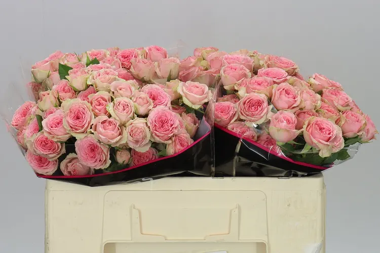Rosa Tr Fancy 50 cm