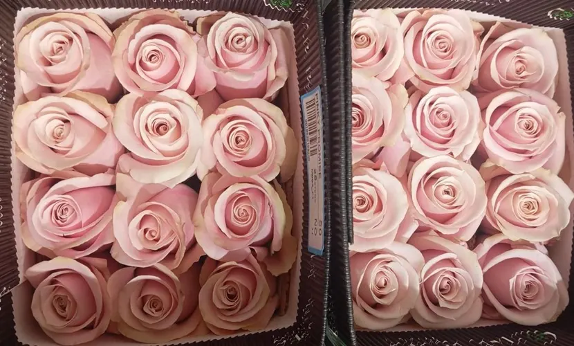 Rosa Gr Ec Pinky Promise 60 cm