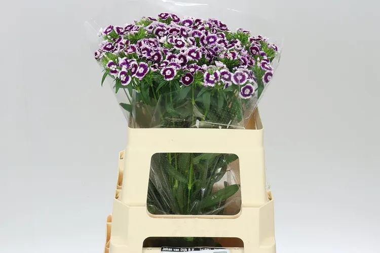 Di Barb Bicolor 60 cm