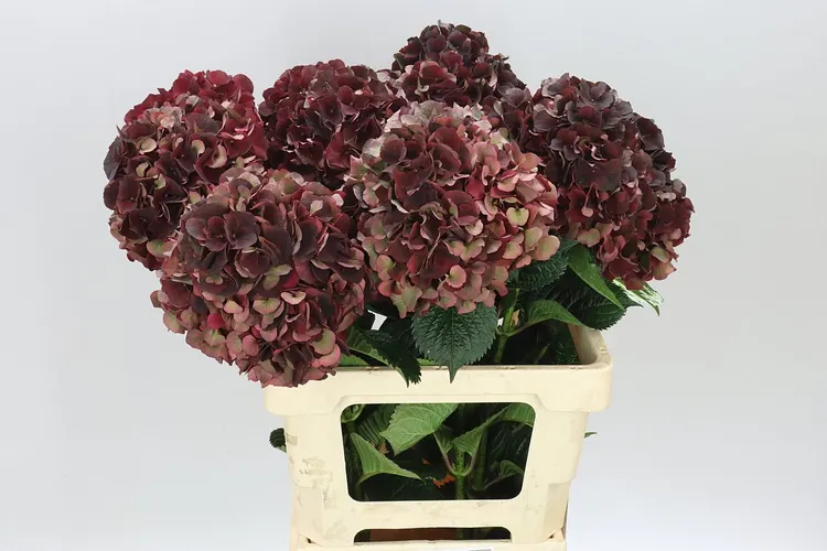 Hydrangea Dark Ruby Classic 65 cm