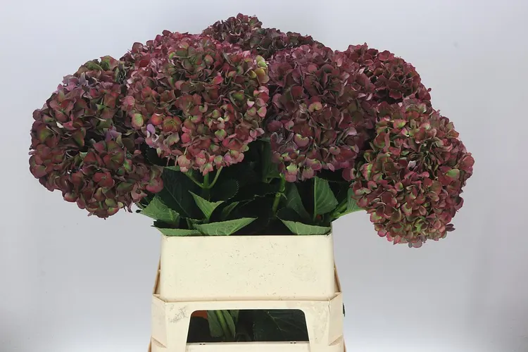 Hyd Ruby Glow Classic 90 cm