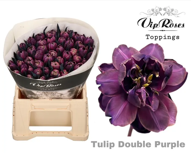 Tu Du Double Purple 38 cm