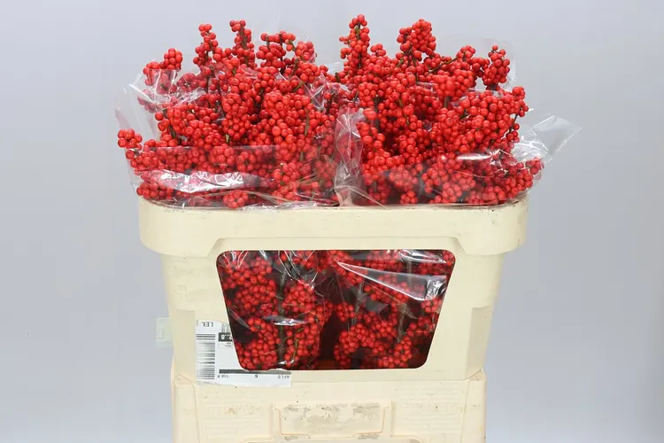 Ilex 70 cm