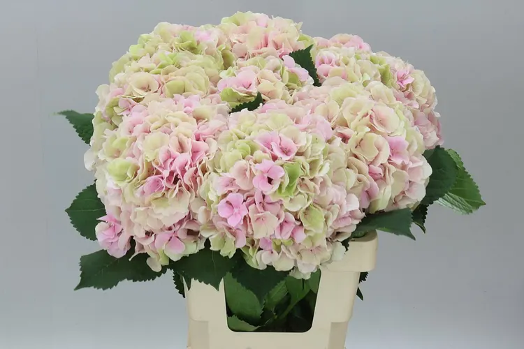 Hyd Verena Pink Classic 60 cm