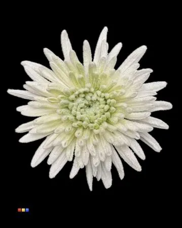 Chr G Marshmallow Lime Green 70 cm