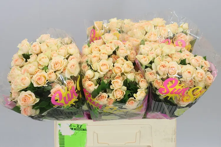 Rosa Tr Sancerre 60 cm