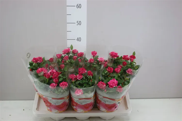 Ruža črepníková Twin Colour črepník 14 cm