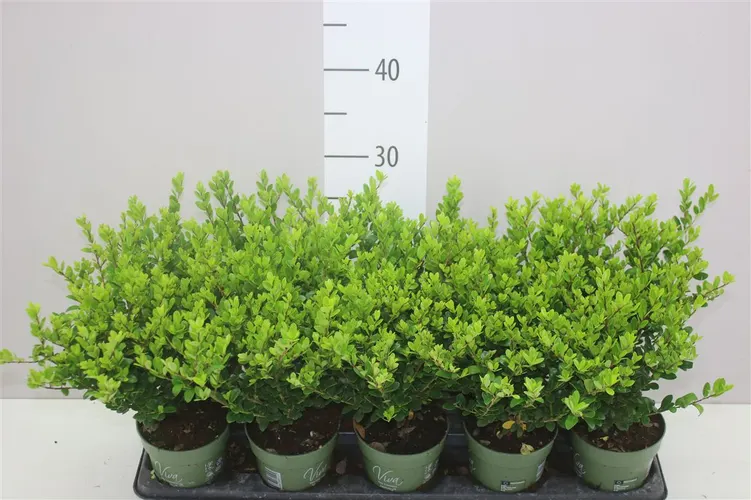 Ilex Crenata Jenny črepník 10 cm