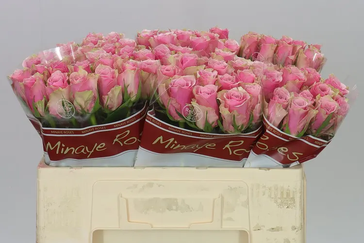 Rosa Gr Athena Royale 50 cm