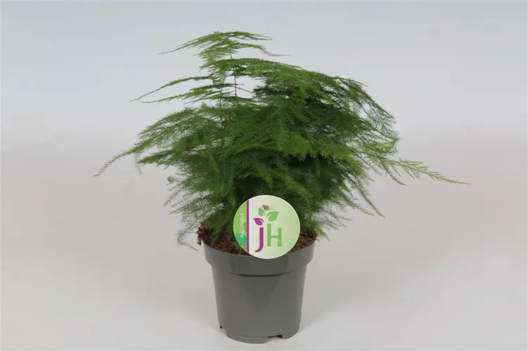 Asparagus Setaceus črepník 9 cm