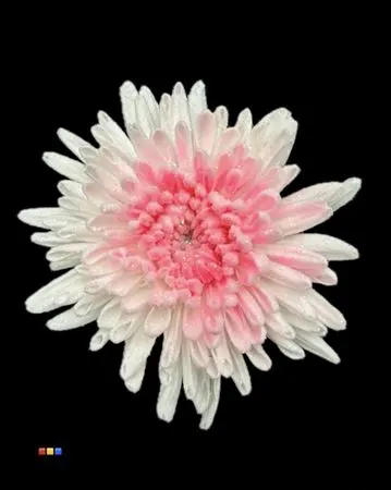 Chr G Marshmallow Pink Neon 70 cm