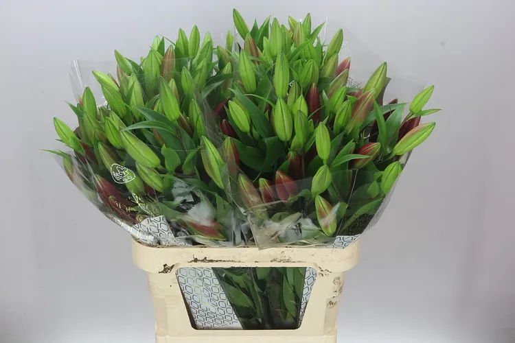Ľalia orientálna Touchstone 90 cm