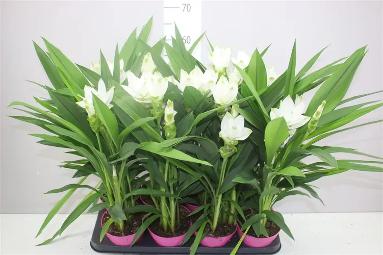 Curcuma Siam Sisto črepník 14 cm